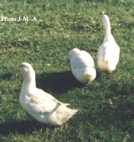 Les canards Blancdelallier