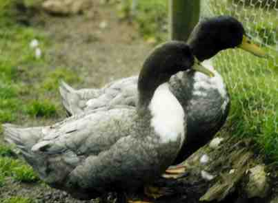 Les canards Blueswedishduck