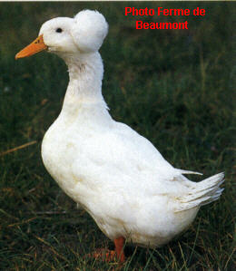 Les canards Huppe