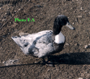 Les canards Pomeranies