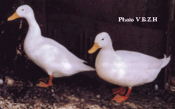 Les canards Semois