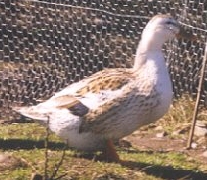 Les canards Silverappleyard