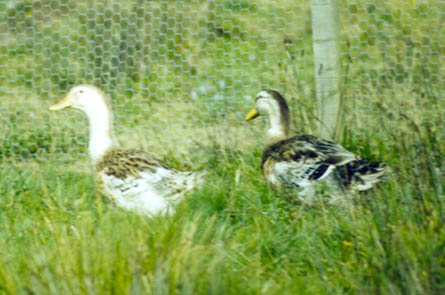 Les canards Silverappleyardmini