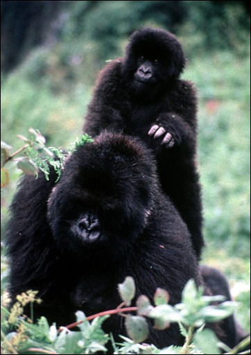 Un gorille des montagnes abattu Congo Aid-85494_0