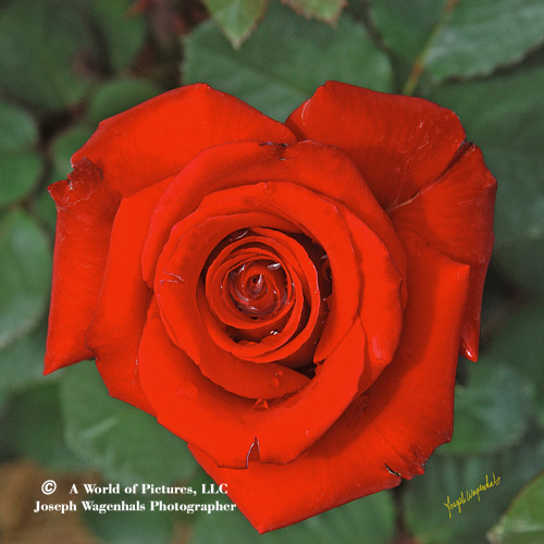     Red-Rose-best-bloom