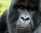 5 autres façons dont votre esprit vous manipule Gorille