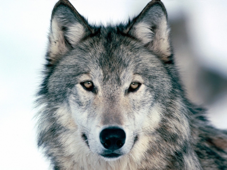 Comment les loups changent les rivières Liste_Le-grand-mechant-loup-en-litterature_9653