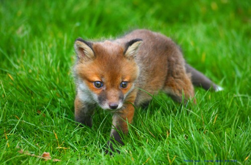 Marketplace:Pets! Baby-fox