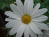 Baking Soda Basics 780408_morning_flower_1