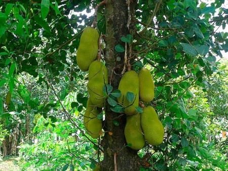  شجرة الجاك فروت Jackfruit .. Jackfruit-tree_thumb