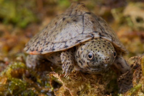 quelle tortue avec ce kit ? Razorback-musk-turtle-for-sale