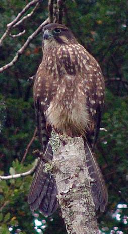 Falconiformes. sub Falconidae - sub fam Falconinae - gênero Falco - Página 2 Kareareafront