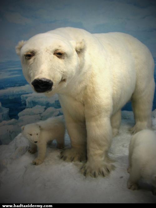 Mátame, camión! (El Tópic de la Taxidermia Chunga) - Página 6 144_Polar-Bear