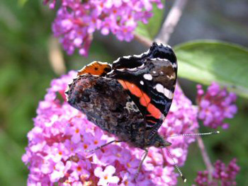 Kelebek Buddleia