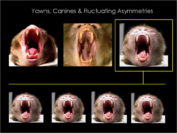 Jeu de l'image... - Page 4 Yawn-canine-gazhanfar