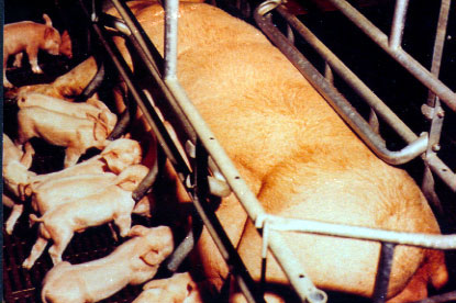 Abuzimi ndaj kafsheve Pig61A