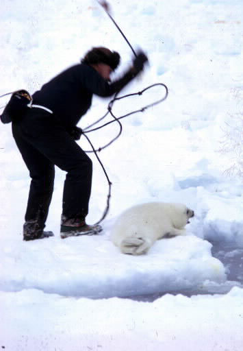 Abuzimi ndaj kafsheve Sealhunt9