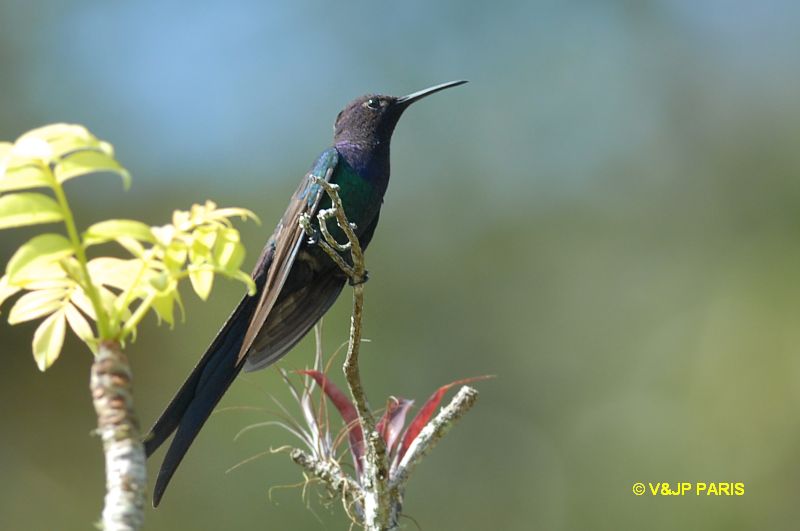 l'oiseau de Martin du 6 Août trouvé par Ajonc Colibrihirondelle1