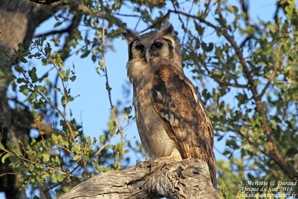 le zozio de ptit loulou le 20/01/15trouvé par Sylvie et ajonc - Page 2 Kruger-balades-naturalistes-32-grand-duc-verreaux-1024x682