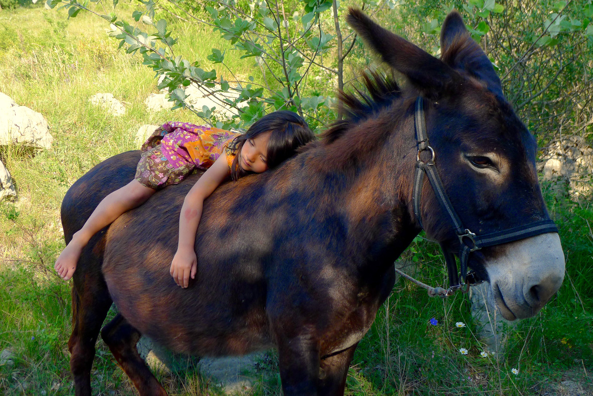 Honneur aux ânes  Enfants-nature-decouverte_1488576875