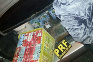 PRF aborda carro com 300 pássaros em caixas de madeira e de leite Passaros