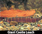 (   ) Giant-Coolie-Loach