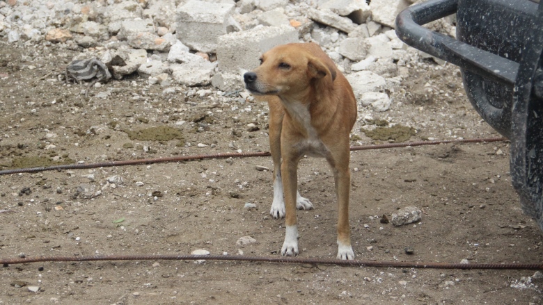 Contre l'abattage des chiens des rues en Jordanie! Ht-dog