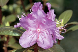 Những loài cây có độc hàng đấu thế giới. Images52204_Rhododendron