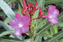 Những loài cây có độc hàng đấu thế giới. Images52208_Oleander