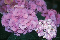 Những loài cây có độc hàng đấu thế giới. Images52216_Hydrangea