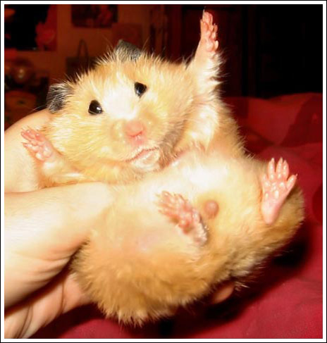 Hamster 10