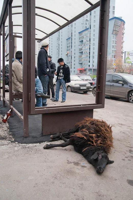 Russia Today ponosno prenosi - u Moskvi zatvorene ulice radi ritualnog klanja(neki muslimanski blagdan) Russia3