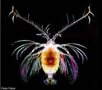 La fauna de la Antártida Copepodo