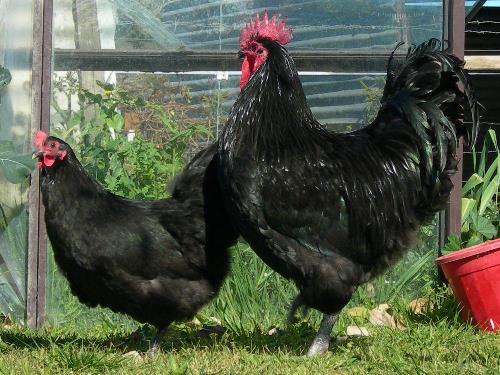 Australorp Australorp