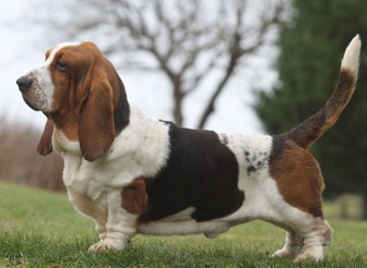 Basset Hound  1276864357