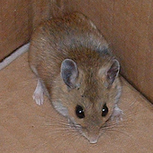 Picture Battle Royal Mouse