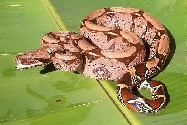 L'alphabet des animaux en photo !!! - Page 2 Boa_c._constrictor