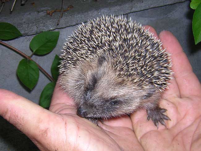 La vaisselle additionnelle à Fifou Herisson10