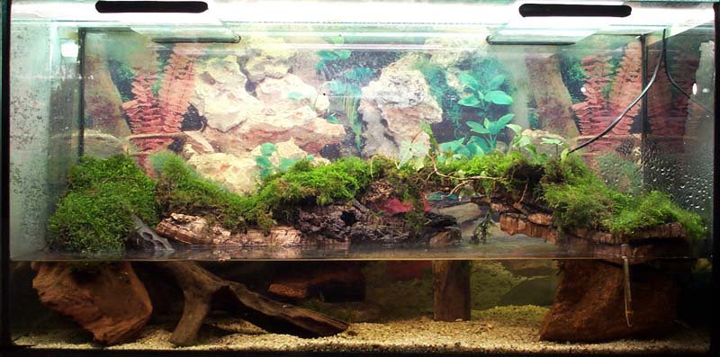 aquaterra dans frigo vitrine  Pseudotriton_aquaterrarium