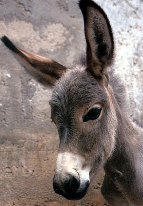 كان عند رجل حمار  1248961988donkey