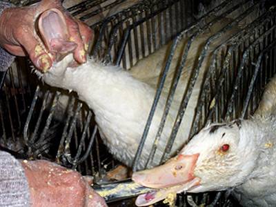 Foie Gras ...الكبد السمين 8