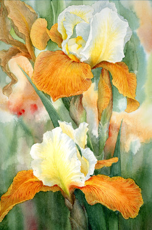 همســـــــــــــــــــــــات من نور Orange_Iris_by_louise_art