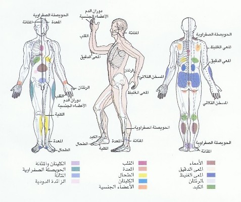 الطب الطبيعي هو طب الطاقة والذبذبات Body1