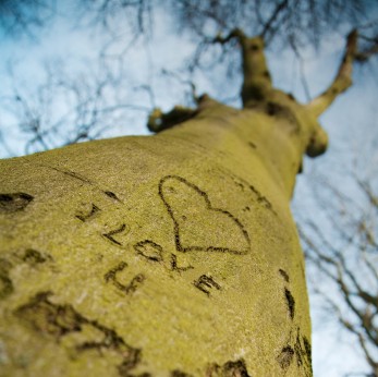 هكذا هم الوالدان Tree_love