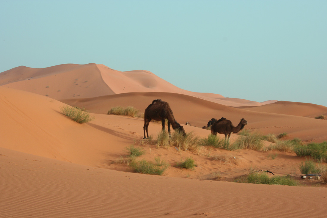 السياحة الصحراوية بالمغرب IMG_0620