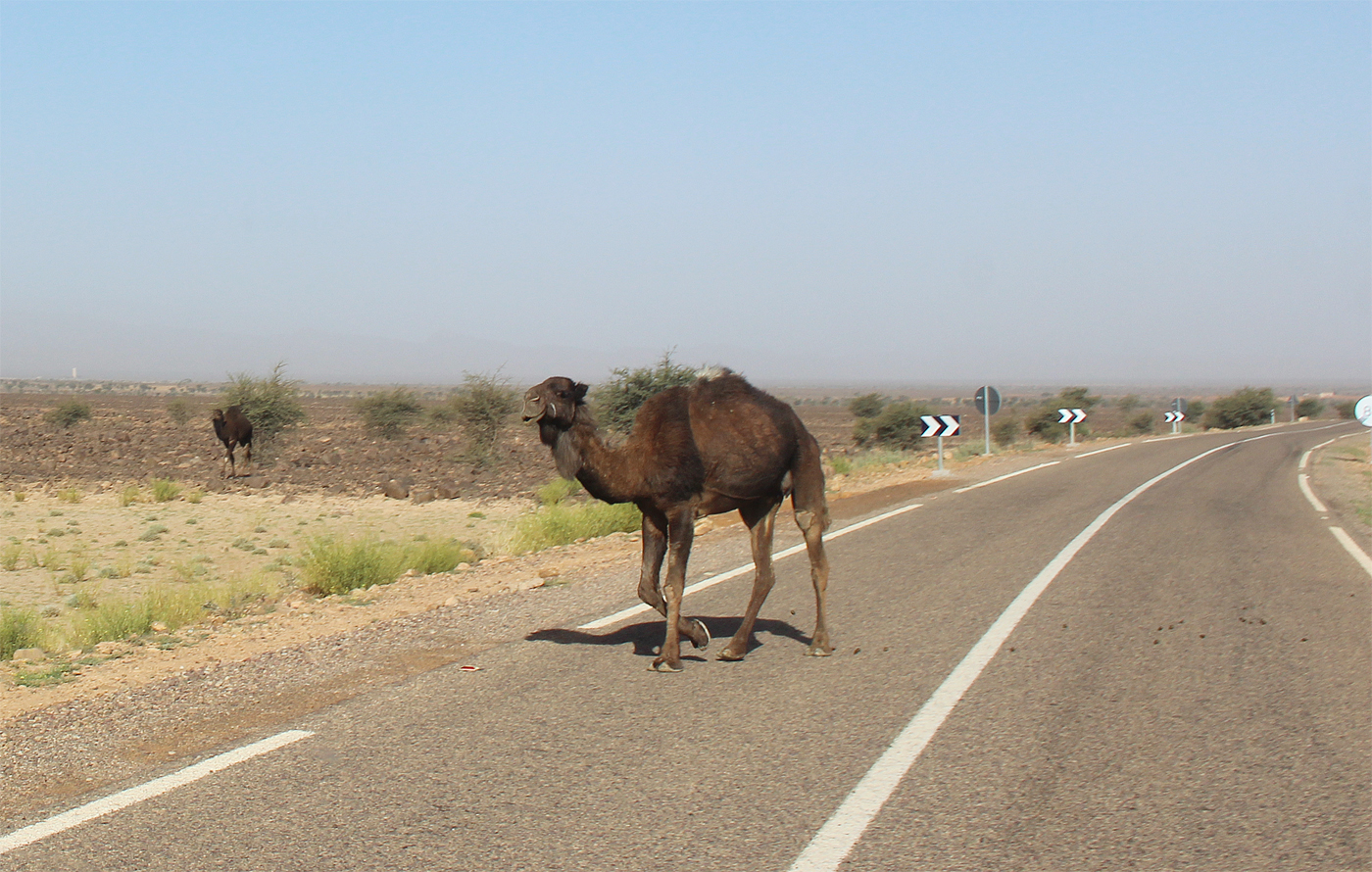 Carnet de voyage au Maroc en van Zagora-merzouga1