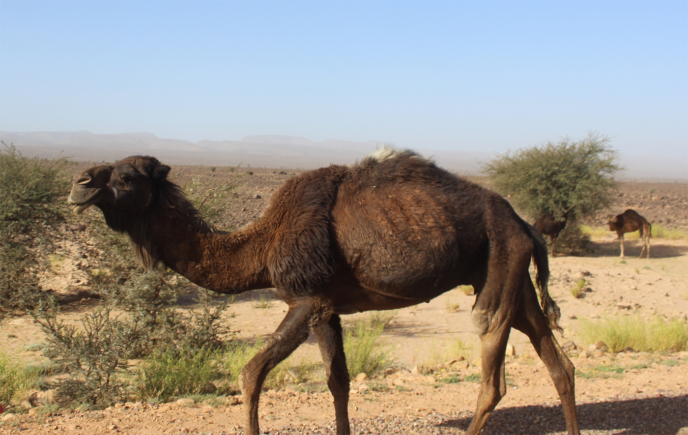 Carnet de voyage au Maroc en van Zagora-merzouga2