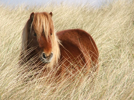 L'animal le plus mignon du monde - Page 2 35_470x350