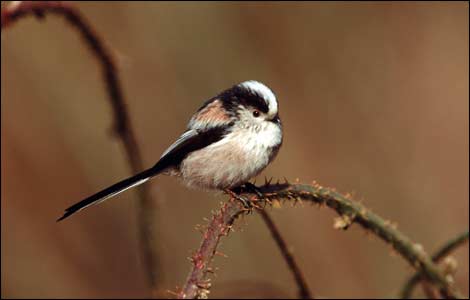 Great tits and boobies 2005_feature_bird_watching_long_tailed_tit_gallery_470x300