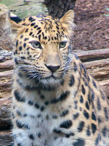 les chatons de la plaine - Page 3 Amur_leopard_470_352x470